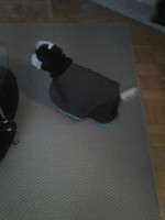 /album/patu/a13kevatta-002-jpg/